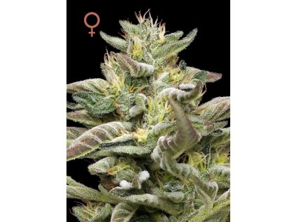 70596 humboldt seed company donutz triploid feminized