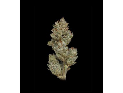 Humboldt Seed Company, Magic Melon Auto, autoflowering feminized (Balení 5ks)