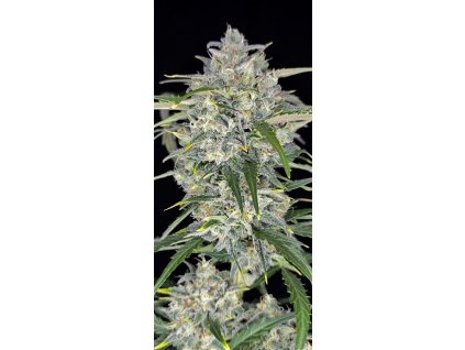 70617 fast buds sour jealousy auto feminized autoflowering
