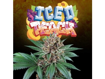 70650 perfect tree seeds iced peach feminized
