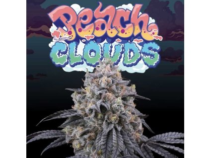 70653 perfect tree seeds peach clouds feminized
