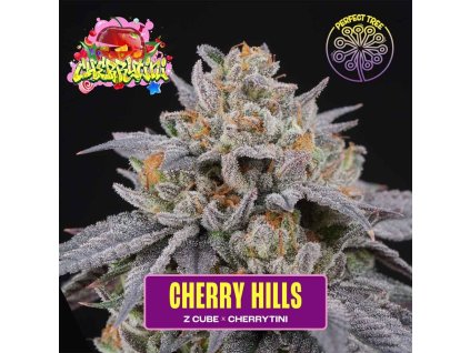 70659 perfect tree seeds cherry hills feminized