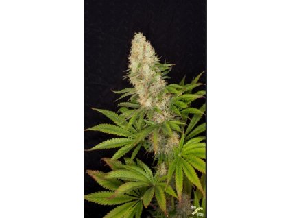 Buddha Seeds Panakeia High Terpens CBG, feminized (Balení 3+1 ks)