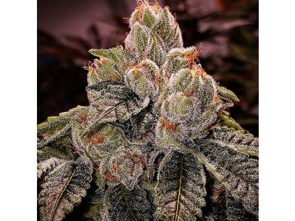 70680 ethos genetics og dlux bx3 regular