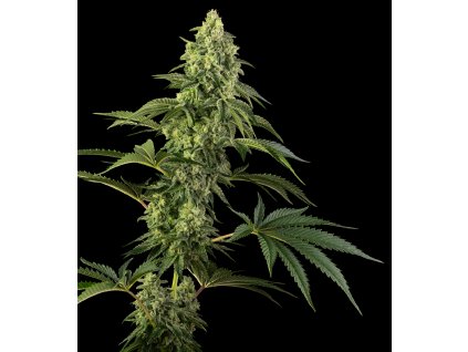 70800 sensi seeds cosmic kiss feminized