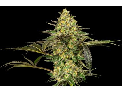 Sensi Seeds Grapevine Candy, feminized (Balení 10 ks)