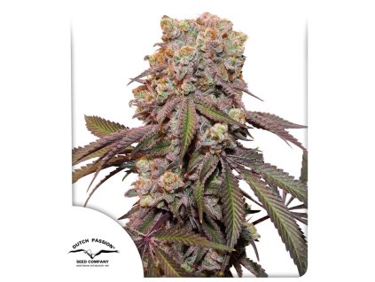 70878 dutch passion auto candy bubatz xl feminized autoflowering