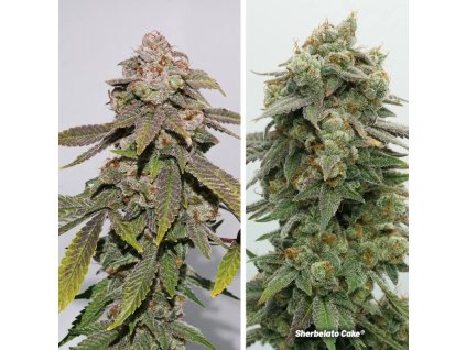 70881 dutch passion us limited sherbelato cake feminized