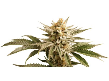 70896 dutch passion lemon z feminized