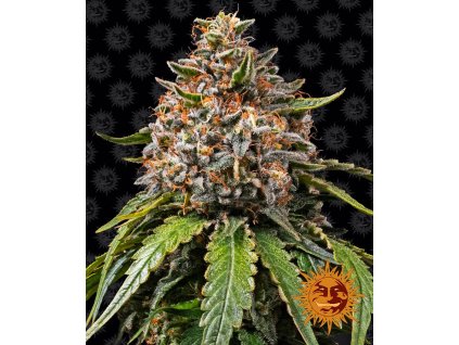 70914 barney s farm white widow xxl feminized