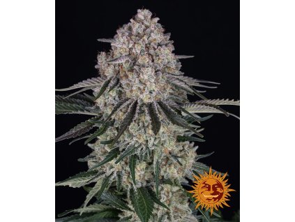 70938 barney s farm sour diesel auto autoflowering feminized