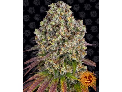 70947 barney s farm sour diesel feminized