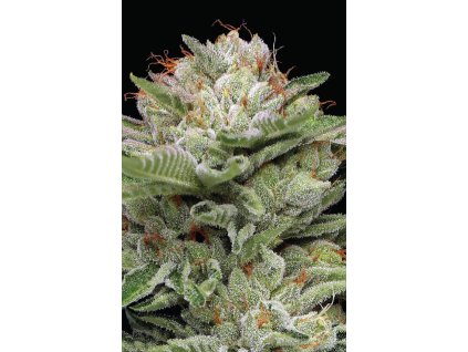 70965 humboldt seed company durban poison auto autoflowering feminized