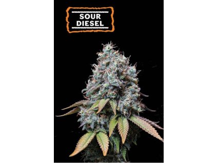 70980 seedstockers sour diesel feminized