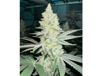 70983 symbiotic genetics sour taffy feminized