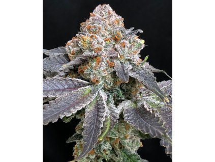 70986 symbiotic genetics rated r feminized