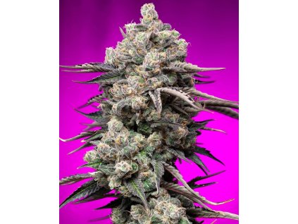 70998 symbiotic genetics champaya feminized