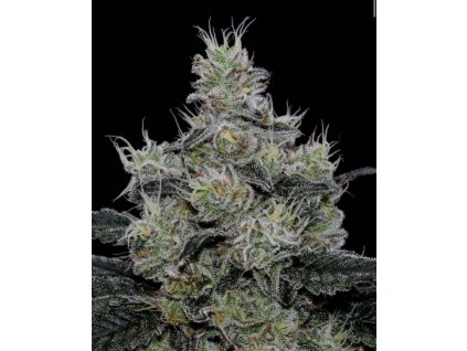 71004 symbiotic genetics grease fire feminized