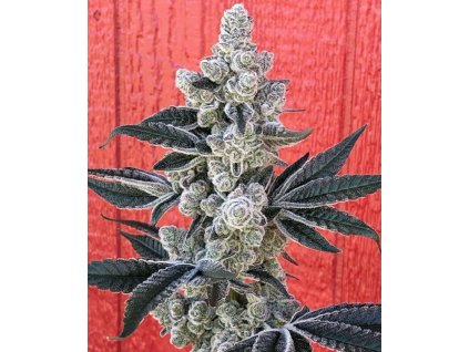 71007 symbiotic genetics flow state feminized
