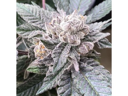 71013 symbiotic genetics cara cara feminized