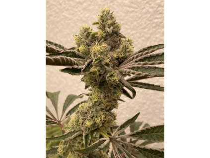 71016 symbiotic genetics bitter oranges feminized