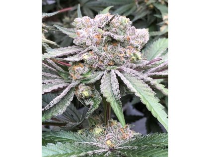 71019 symbiotic genetics baccarat feminized