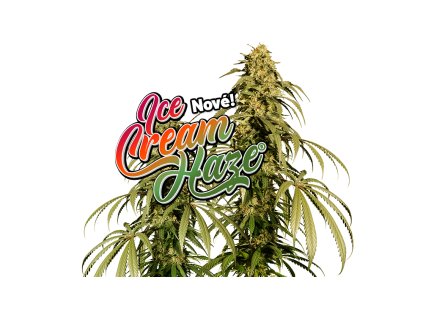 71025 dutch passion ice cream haze feminized