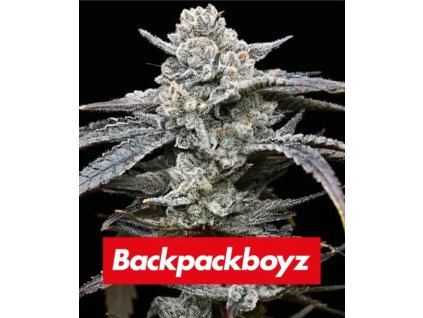 Barney´s Farm Lemon Cherry Gelato, feminized (Balení 10 ks)