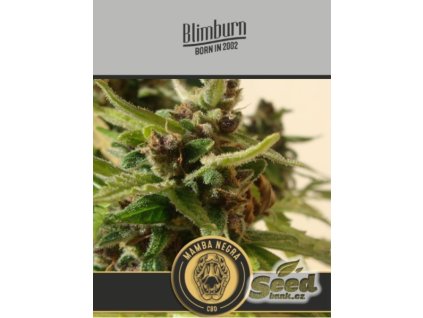 71046 blimburn seeds black mamba auto cbd feminized autoflowering vyprodej