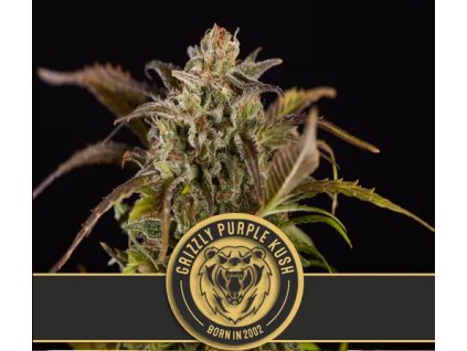 71061 blimburn seeds grizzly purple kush feminized vyprodej