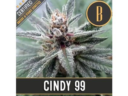 71076 blimburn seeds cindy 99 feminized vyprodej