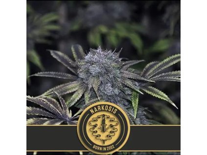 71103 blimburn seeds narkosis feminized vyprodej