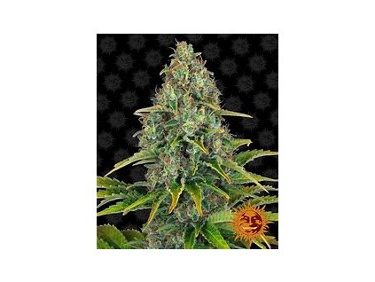 Barney´s Farm Blueberry Cheese, feminized, VÝPRODEJ (Balení 5 ks)