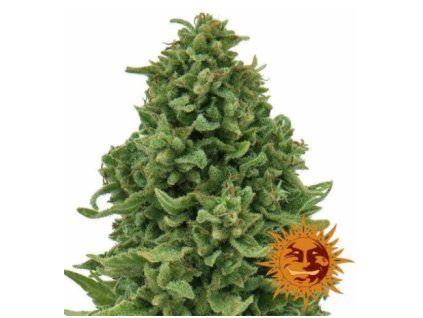 71175 barney s farm sweet tooth auto feminized autoflowering vyprodej