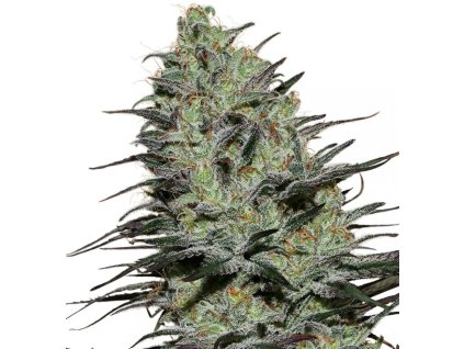 71217 buddha seeds morpheus feminized vyprodej