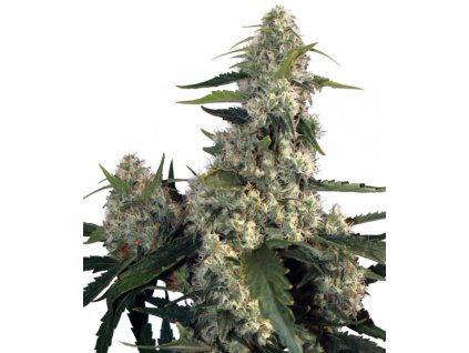 71247 buddha seeds quasar feminized vyprodej