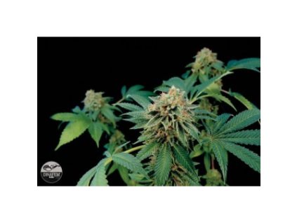 71256 dinafem shark attack feminized vyprodej