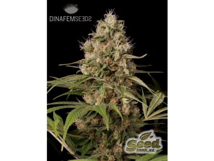 71289 dinafem shark shock cbd feminized vyprodej