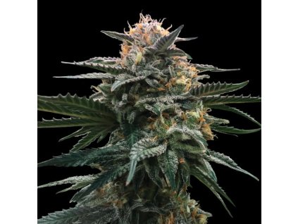 71298 dna genetics blood orange sorbet feminized vyprodej