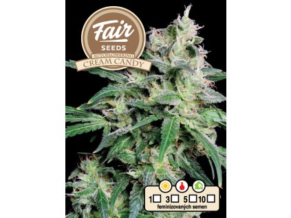 71358 fair seeds auto cream candy feminized autoflowering vyprodej