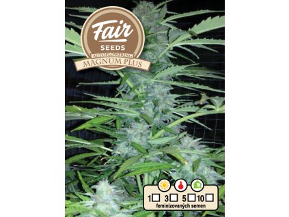 71376 fair seeds auto magnum plus feminized autoflowering vyprodej