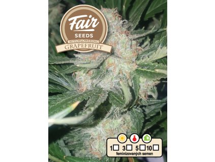 71385 fair seeds auto grapefruit feminized autoflowering vyprodej