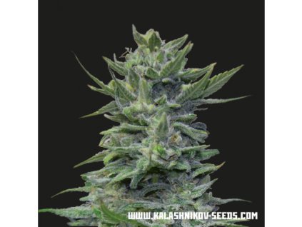 71580 kalashnikov seeds lavanda cream feminized vyprodej