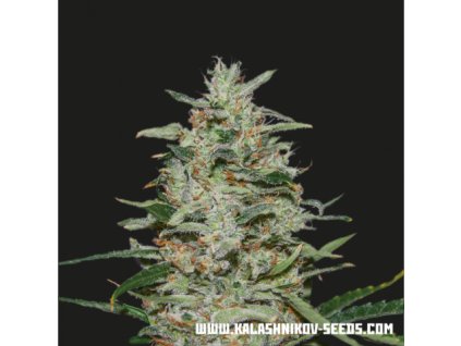 71625 kalashnikov seeds white russian feminized vyprodej