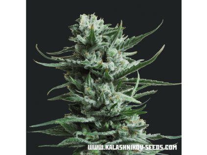 71634 kalashnikov seeds siberian haze feminized vyprodej