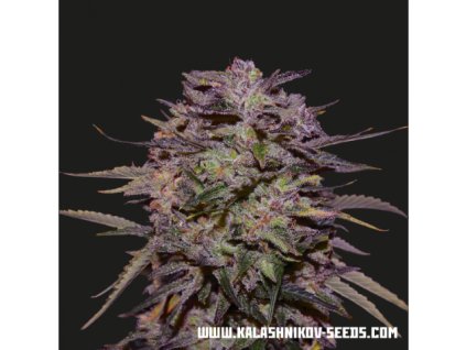 71637 kalashnikov seeds purple russian express feminized fast vyprodej