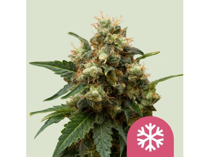 Royal Queen Seeds Ice, feminized, VÝPRODEJ (Balení 3 ks)