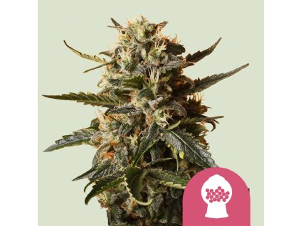 71664 royal queen seeds bubblegum xl feminized vyprodej