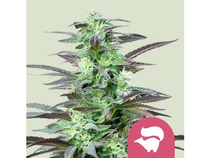 71673 royal queen seeds skunk xl feminized vyprodej