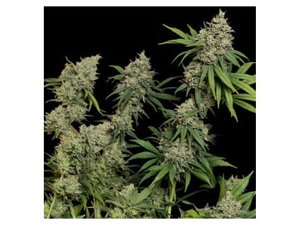 71691 royal queen seeds sour diesel feminized vyprodej